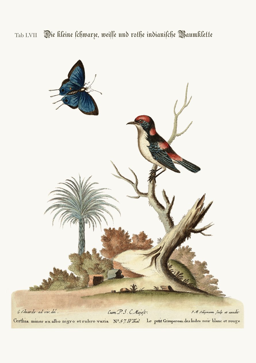 थोड़ा काला, सफेद और लाल भारतीय लता, 1749-73 द्वारा जॉर्ज एडवर्ड्स