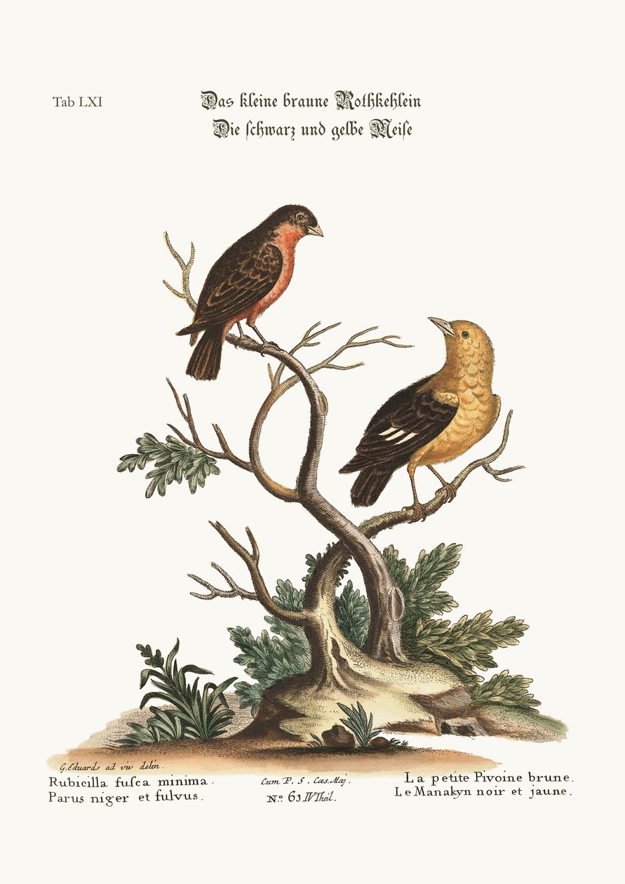 थोड़ा भूरा बुलफिंच। काला और पीला मैनाकिन, 1749-73 द्वारा जॉर्ज एडवर्ड्स