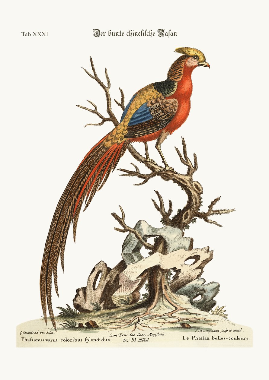 चीन से चित्रित तीतर, 1749-73 द्वारा जॉर्ज एडवर्ड्स