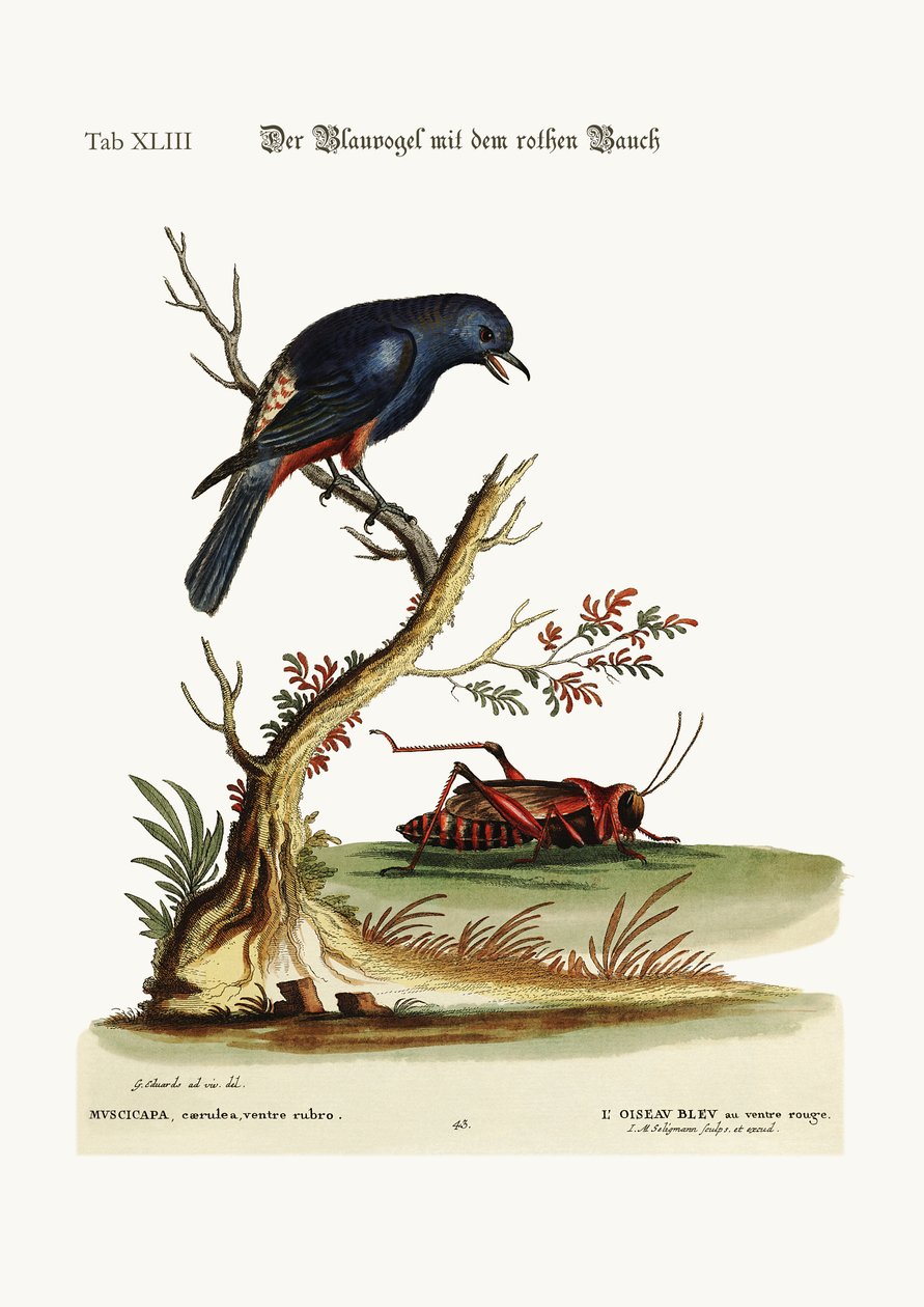 रेड-बेल्ड ब्लू-बर्ड, 1749-73 द्वारा जॉर्ज एडवर्ड्स