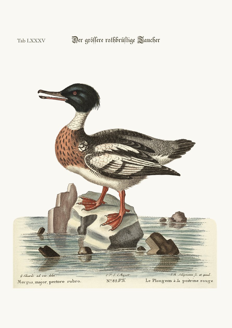 रेड-ब्रेस्टेड Goosander, 1749-73 द्वारा जॉर्ज एडवर्ड्स