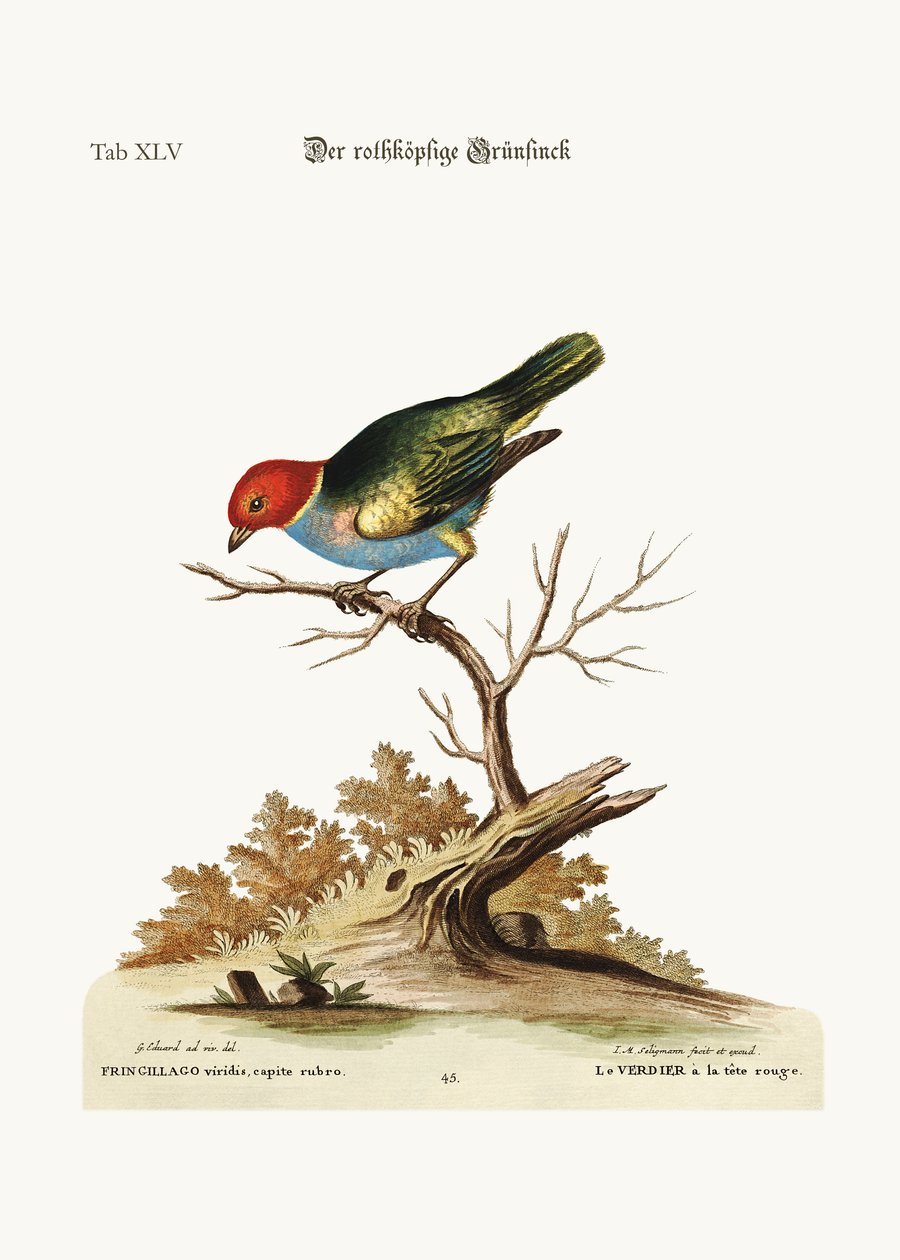रेड हेडेड ग्रीन-फिंच, 1749-73 द्वारा जॉर्ज एडवर्ड्स