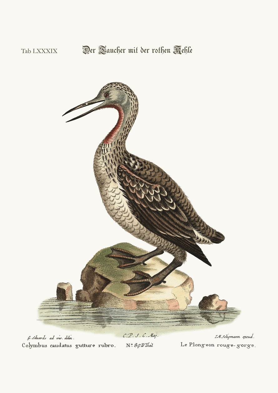 रेड-थ्रोटेड डकर या लून, 1749-73 द्वारा जॉर्ज एडवर्ड्स