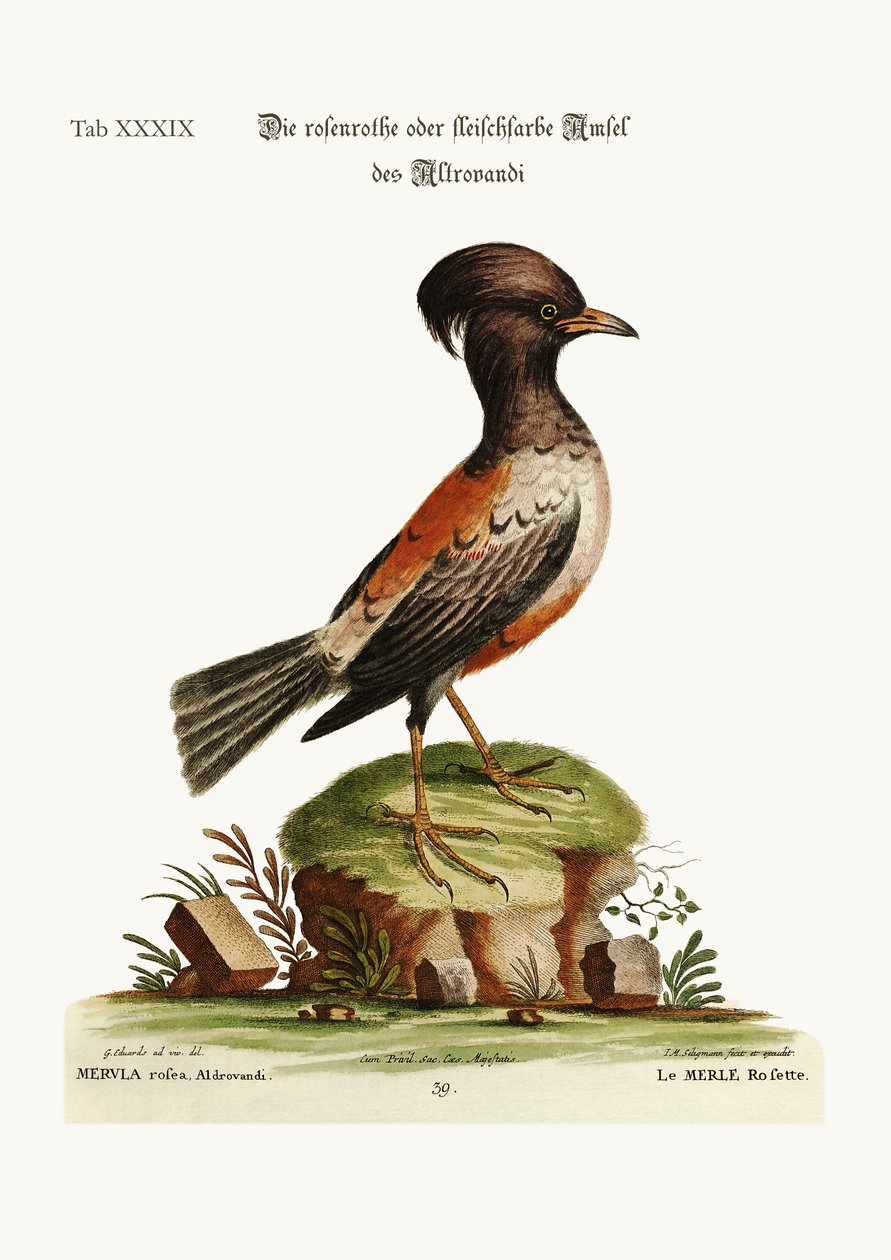 एल्ड्रोवंडी के गुलाब या कार्नेशन रंग का ऑज़ेल, 1749-73 द्वारा जॉर्ज एडवर्ड्स