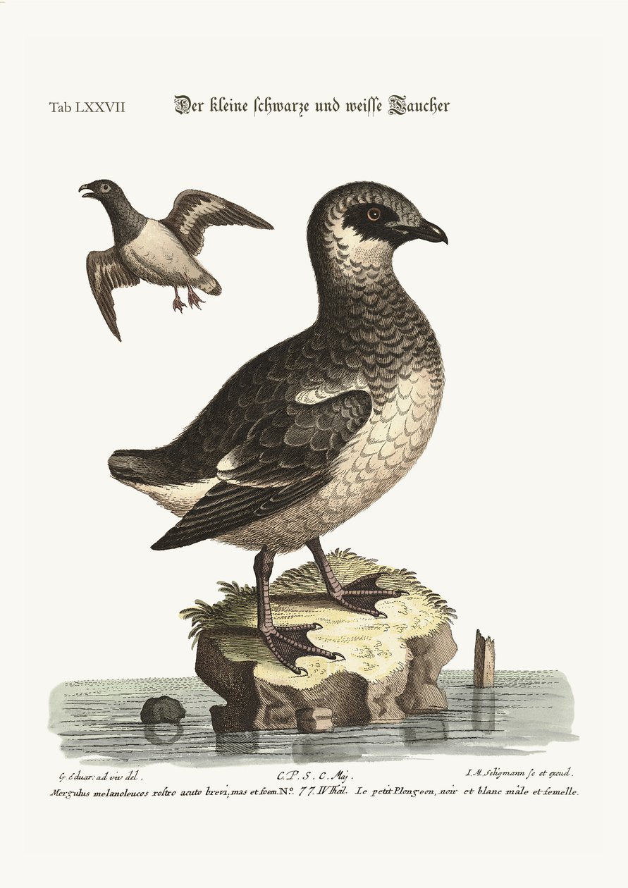 छोटे काले और सफेद रंग, 1749-73 द्वारा जॉर्ज एडवर्ड्स