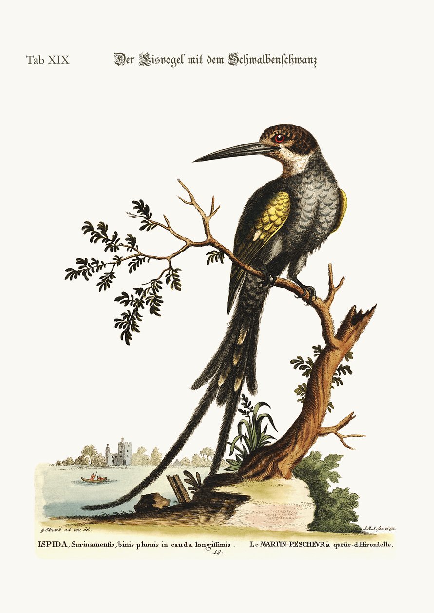 स्वैल-टेल्ड किंगफ़िशर, 1749-73 द्वारा जॉर्ज एडवर्ड्स