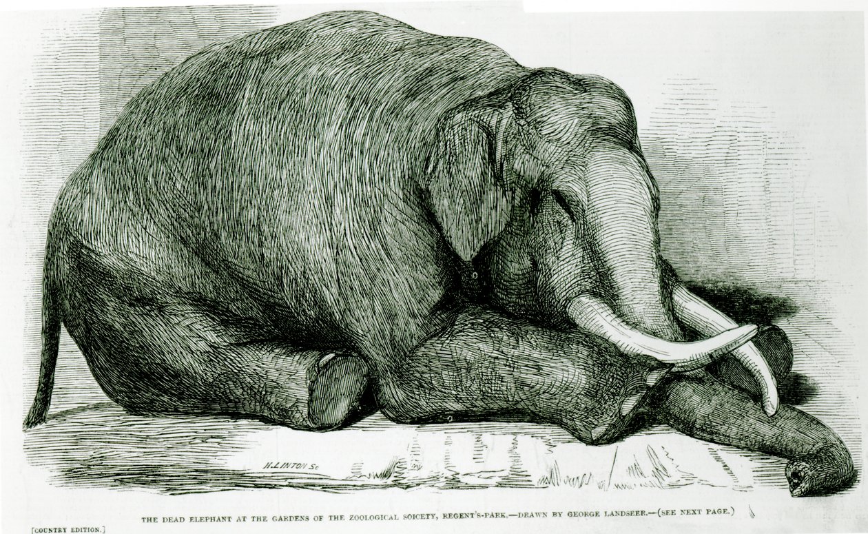 Phant द लंदन इलस्ट्रेटेड न्यूज़ ’की ओर से जूलॉजिकल सोसायटी, रीजेंट्स पार्क के गार्डन में मृत हाथी द्वारा जॉर्ज लैंडसीर