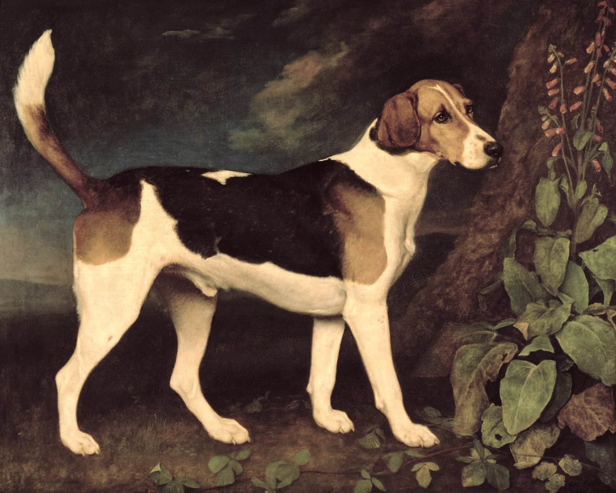 रिंगवुड, ब्रॉकलेसबी फॉक्सहाउंड, 1792 द्वारा जॉर्ज स्टब्स