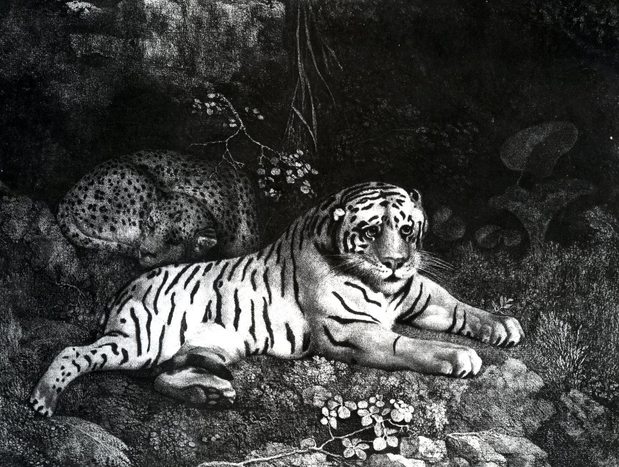 दो बाघ, 1788 द्वारा जॉर्ज स्टब्स