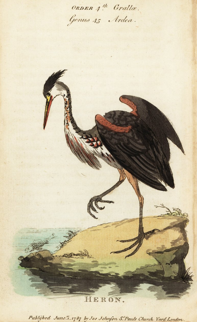 उत्तर अमेरिकी राख के रंग का बगुला, Ardea fusca द्वारा जॉर्ज (बाद) एडवर्ड्स
