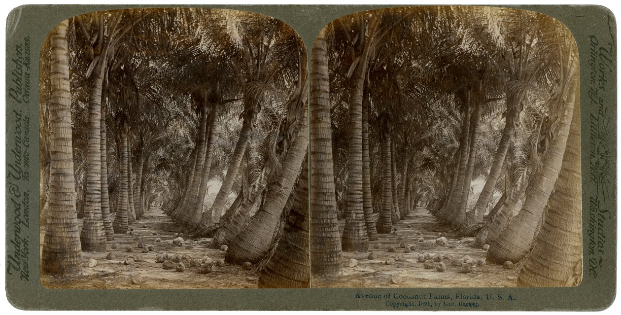 नारियल हथेलियों के एवेन्यू, फ्लोरिडा, यूएसए, 1891। द्वारा जॉर्ज बार्कर