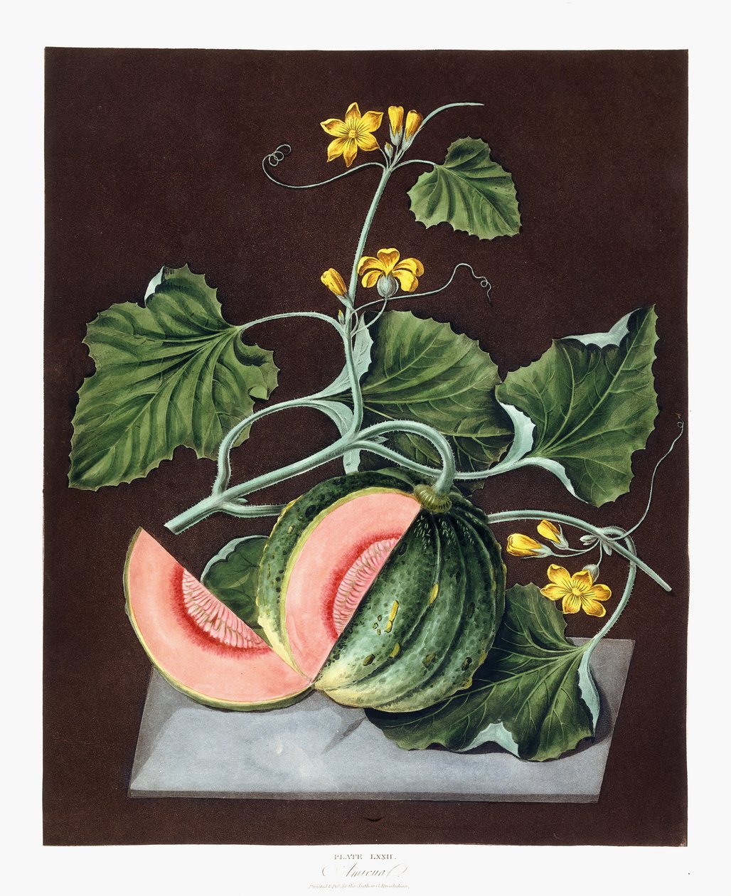कद्दू, 1812 द्वारा जॉर्ज ब्रुकशॉ