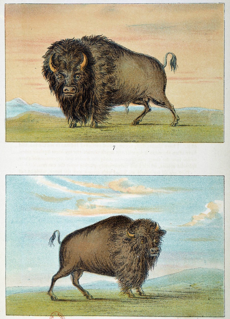 बाइसन, नर और मादा, संयुक्त राज्य अमेरिका। जॉर्ज कैटलिन द्वारा चित्रण (1794-1872) द्वारा जॉर्ज कैटलिन