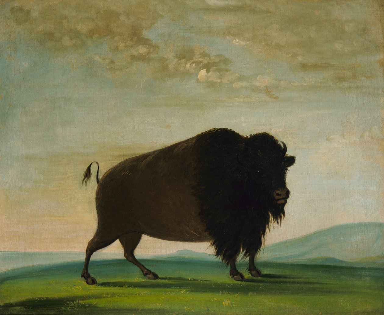 भैंस गाय, प्रेयरी पर चराई, 1832-1833। द्वारा जॉर्ज कैटलिन