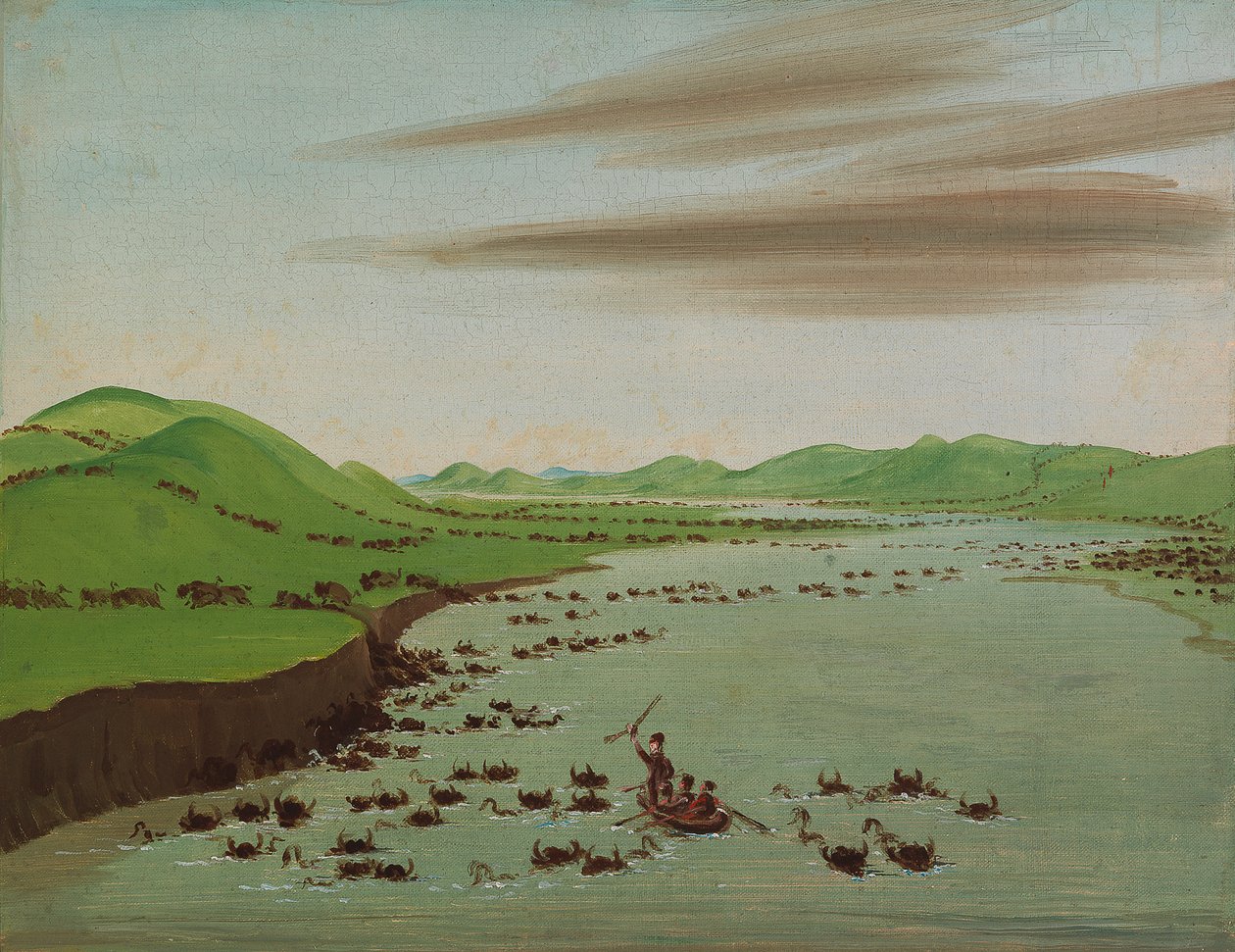 भैंस झुंड ऊपरी मिसौरी, 1832 को पार कर रहे हैं। द्वारा जॉर्ज कैटलिन