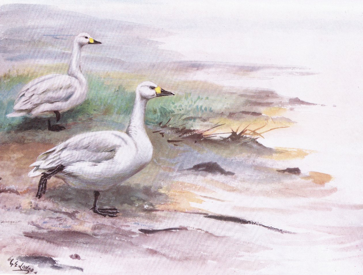  द्वारा जॉर्ज एडवर्ड लॉज