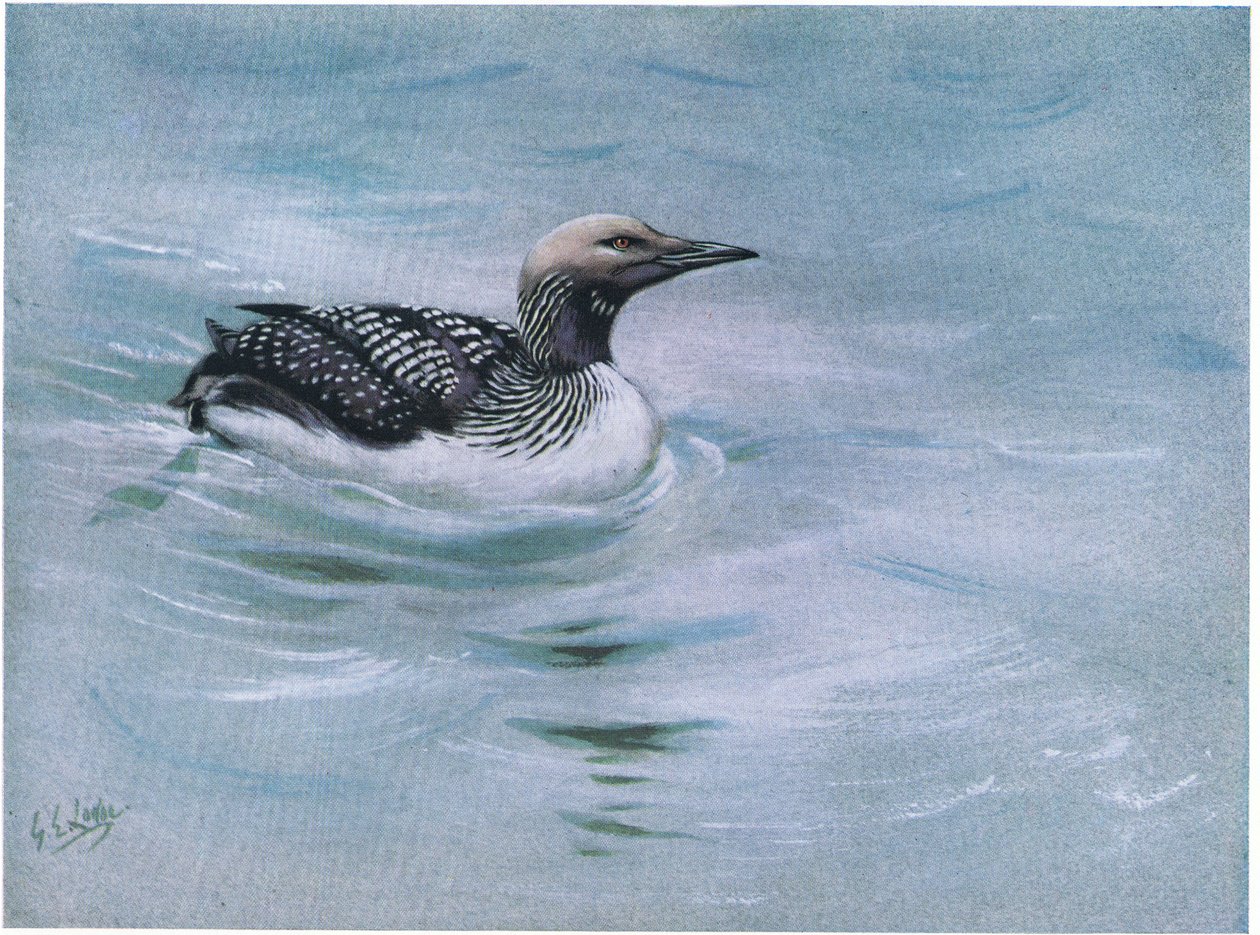  द्वारा जॉर्ज एडवर्ड लॉज