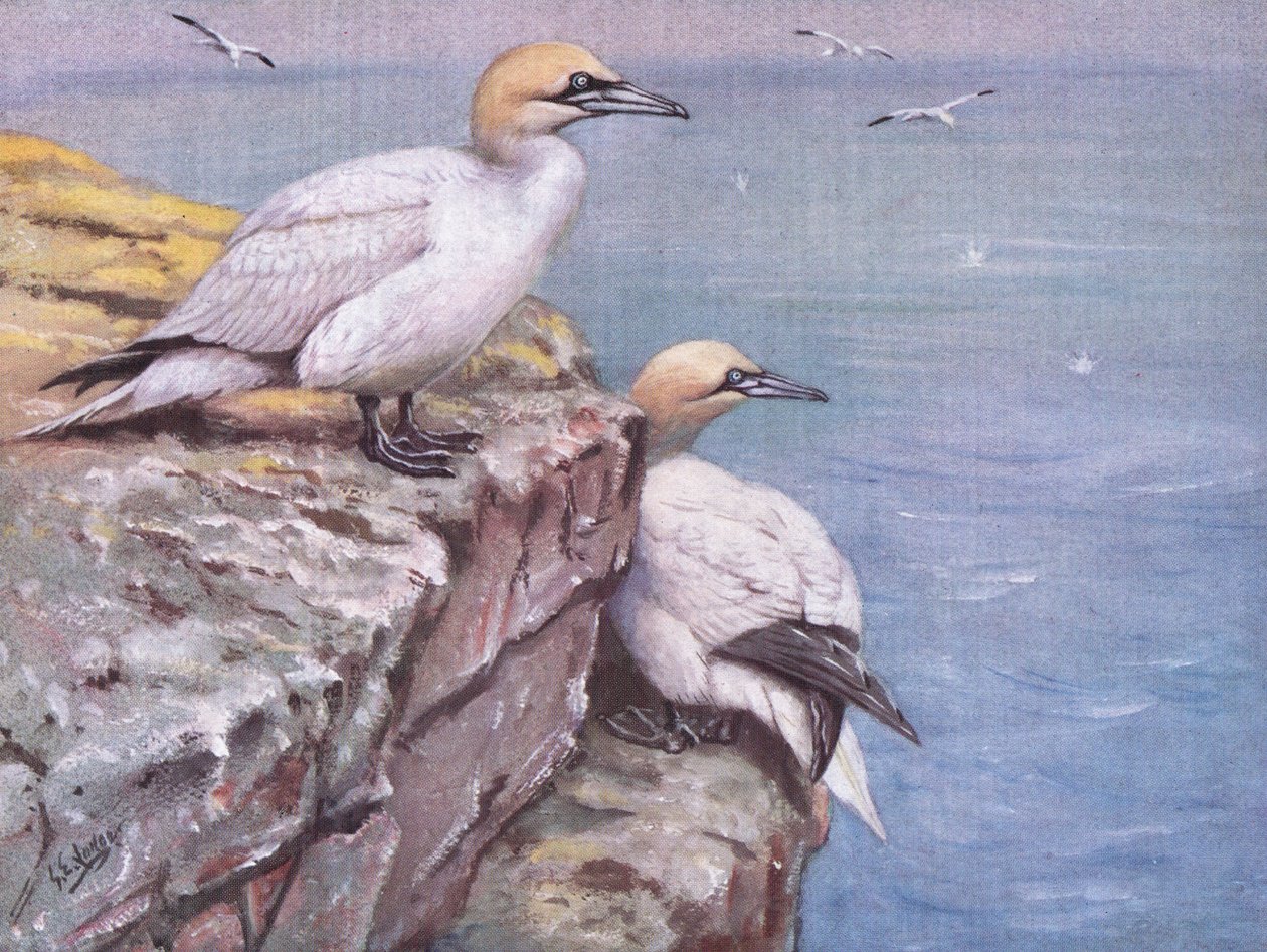  द्वारा जॉर्ज एडवर्ड लॉज