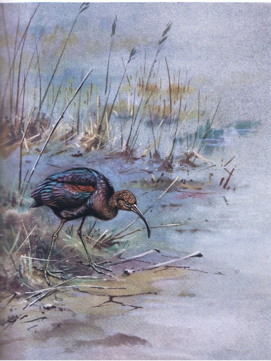  द्वारा जॉर्ज एडवर्ड लॉज