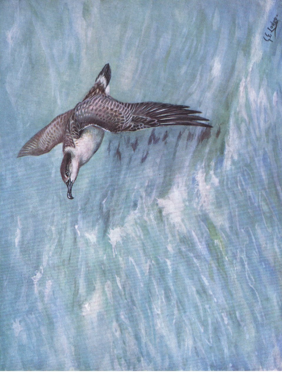  द्वारा जॉर्ज एडवर्ड लॉज