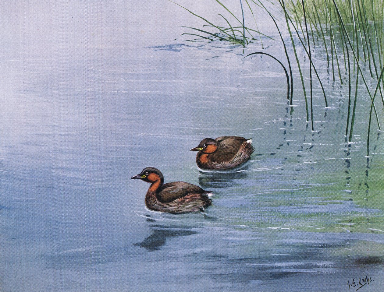  द्वारा जॉर्ज एडवर्ड लॉज