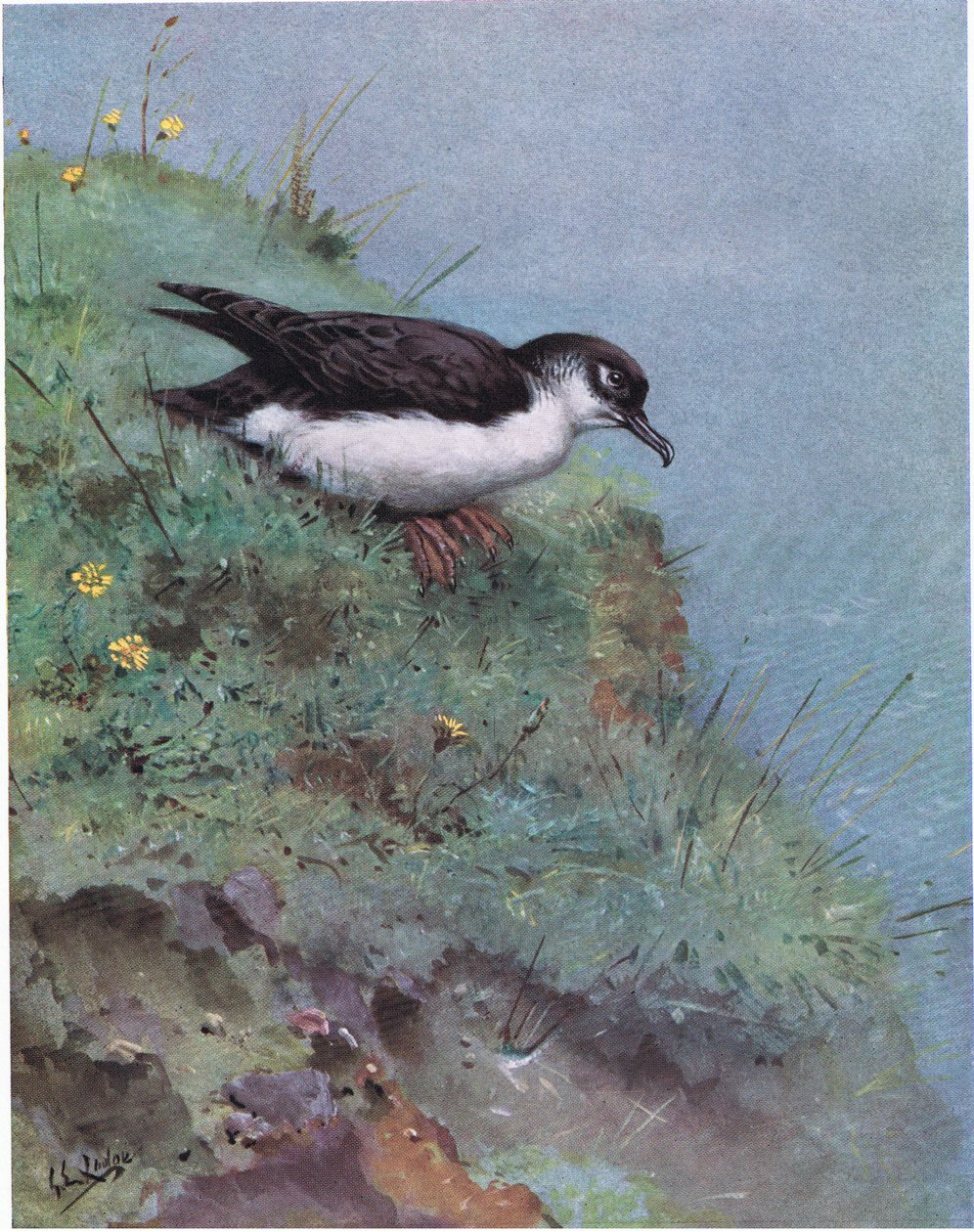  द्वारा जॉर्ज एडवर्ड लॉज