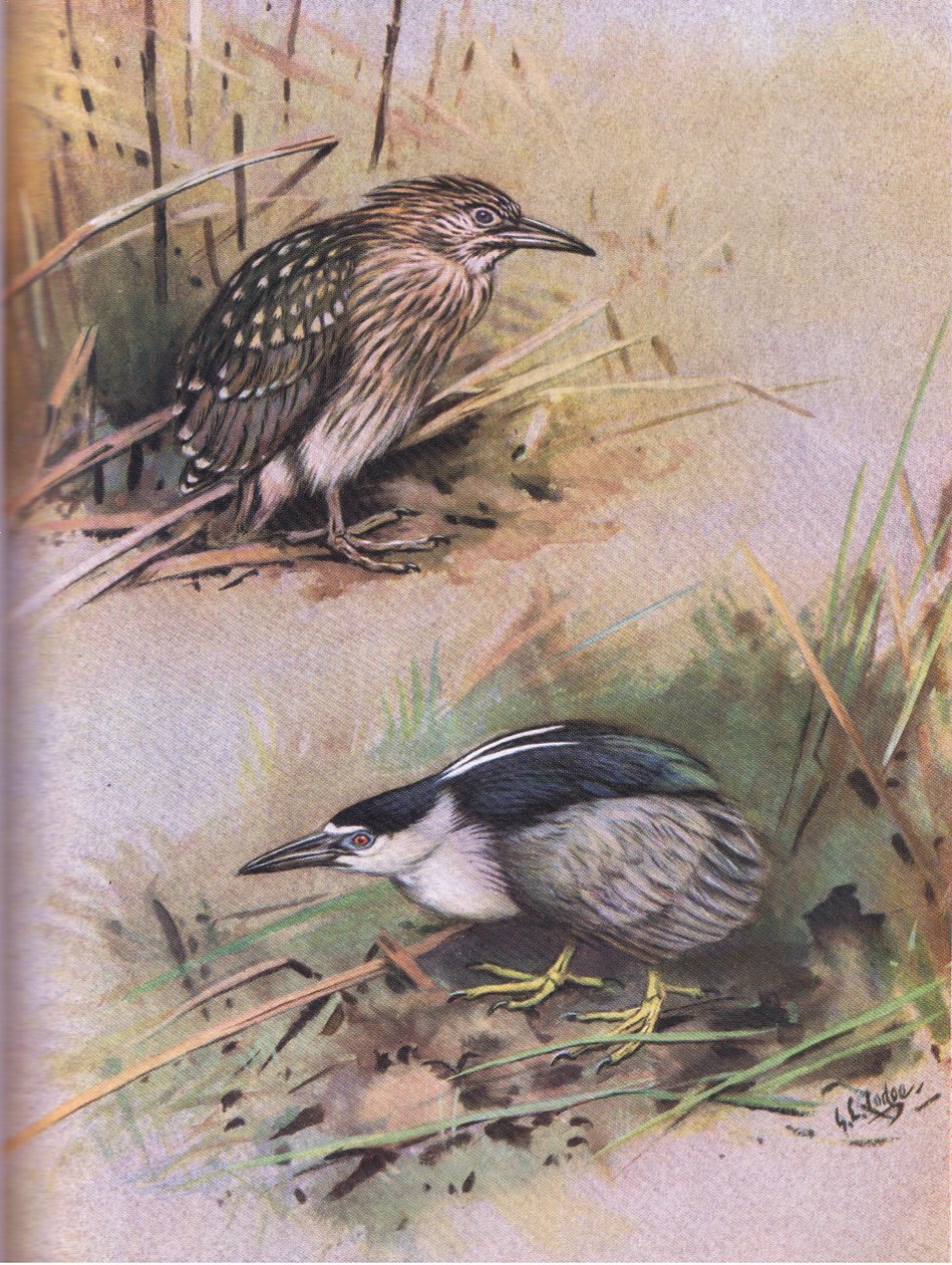  द्वारा जॉर्ज एडवर्ड लॉज