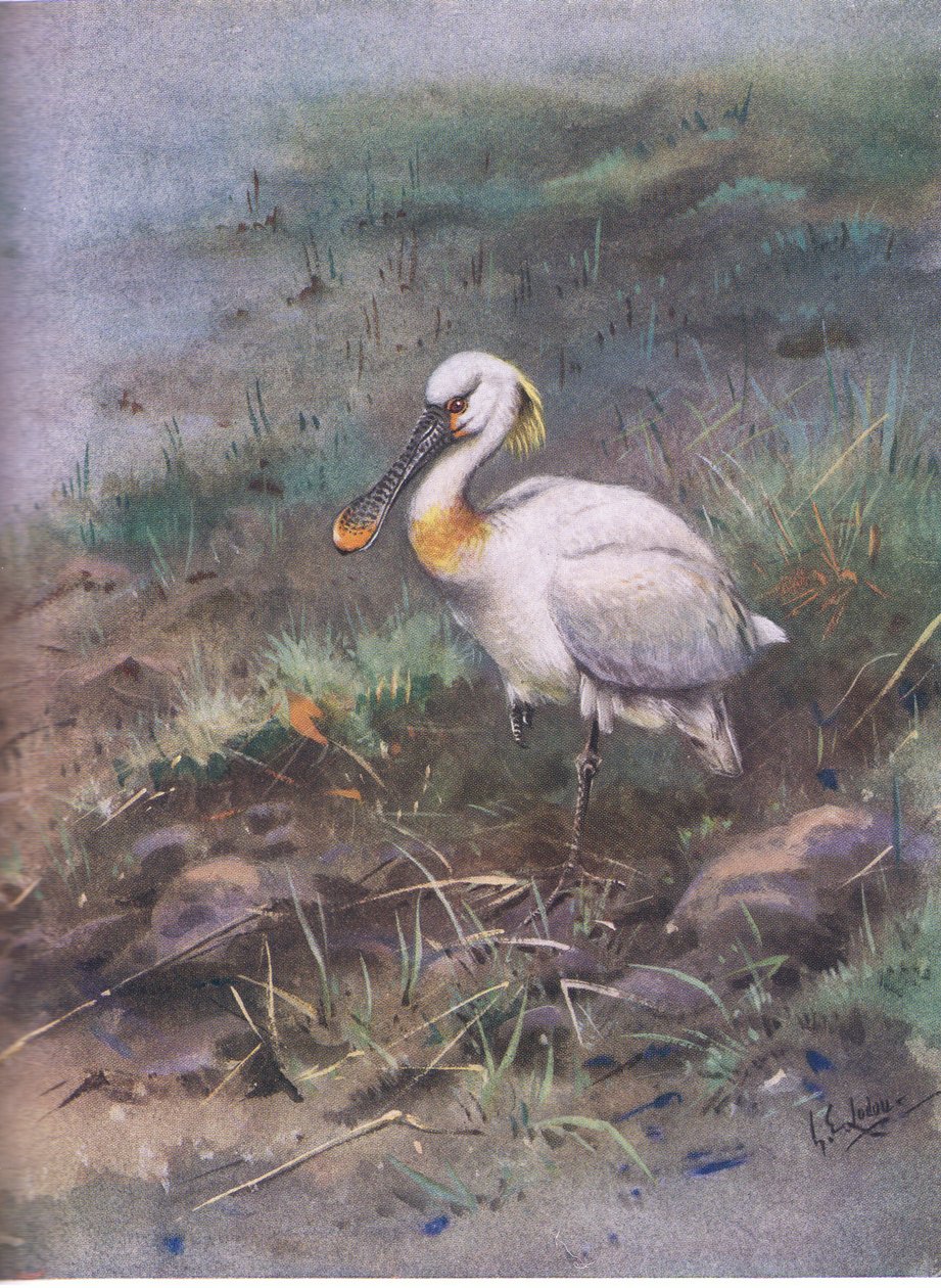  द्वारा जॉर्ज एडवर्ड लॉज