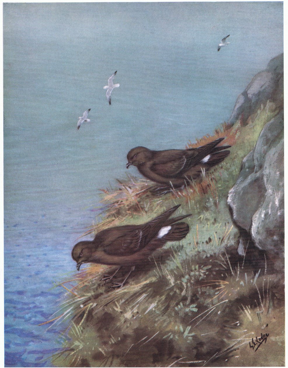  द्वारा जॉर्ज एडवर्ड लॉज