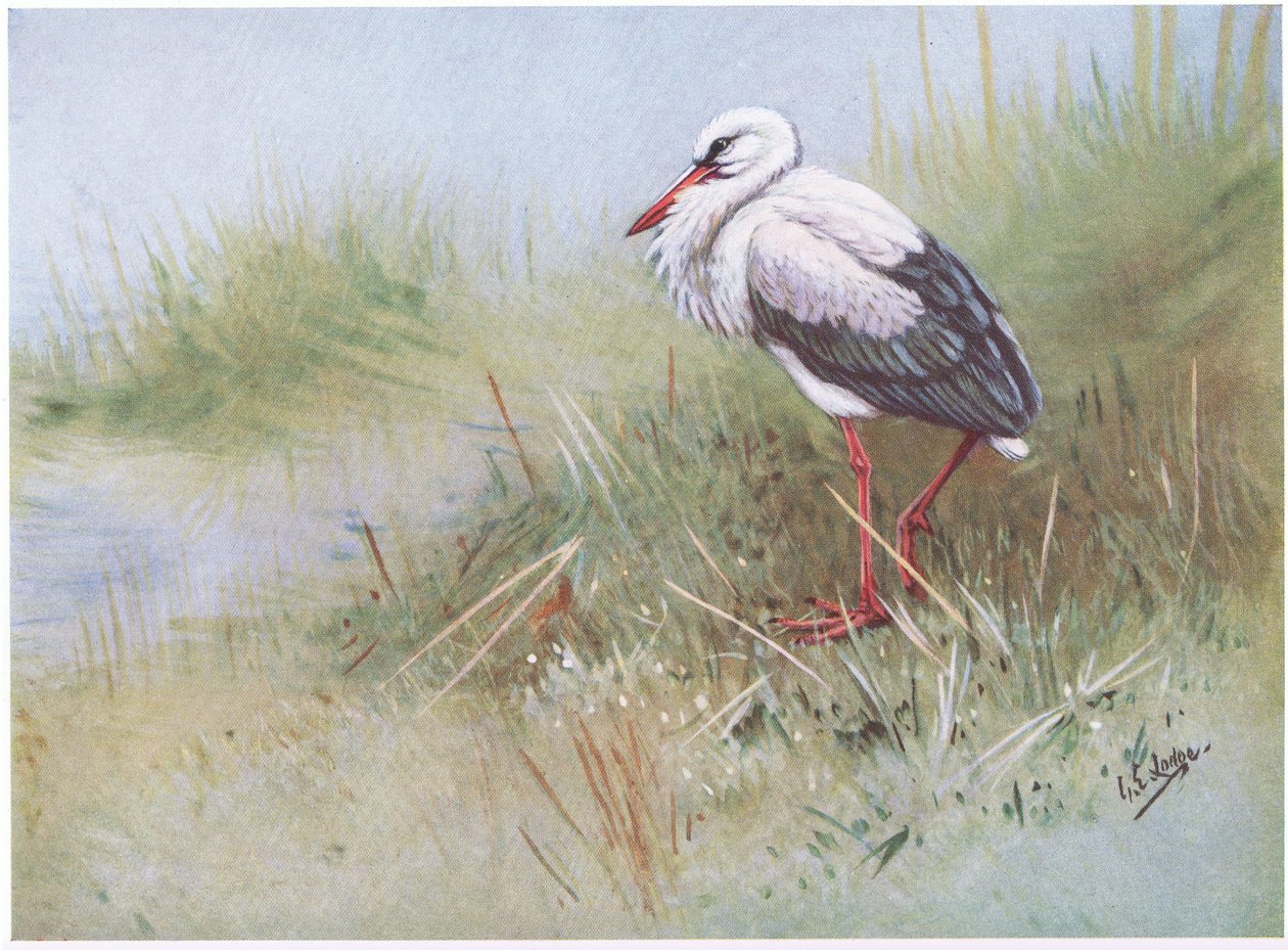  द्वारा जॉर्ज एडवर्ड लॉज