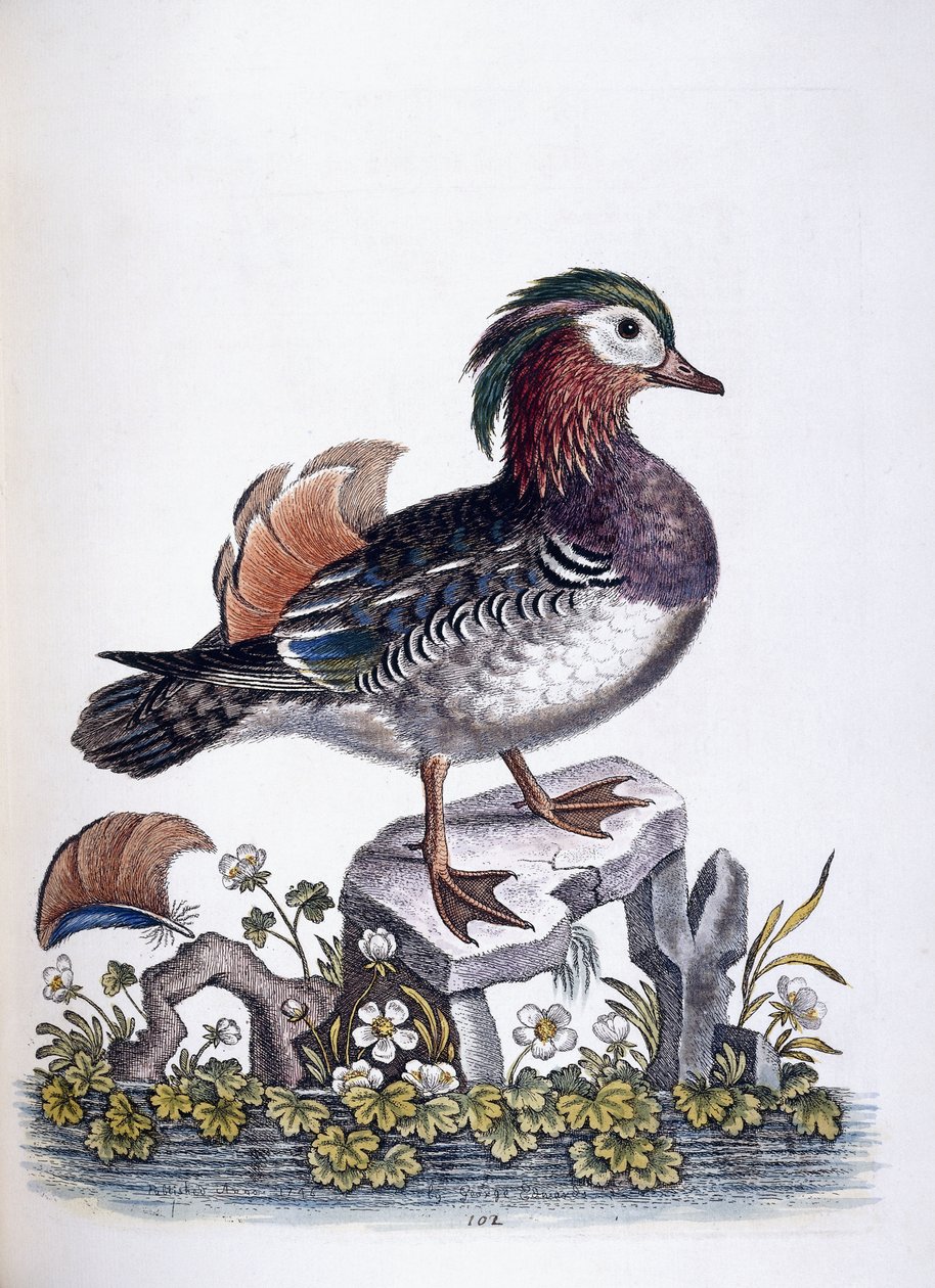 चीनी चैती, 1746 द्वारा जॉर्ज एडवर्ड्स