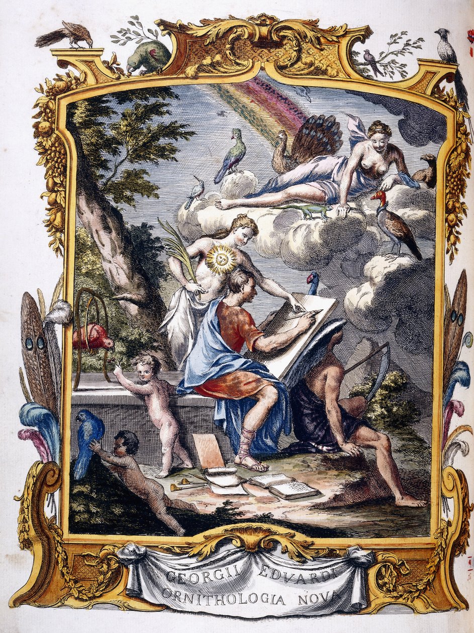 "ए नेचुरल हिस्ट्री ऑफ़ अननोन बर्ड्स, एंड अदर नेचुरल एनिमल्स, ..", 1739-1751 द्वारा जॉर्ज एडवर्ड्स