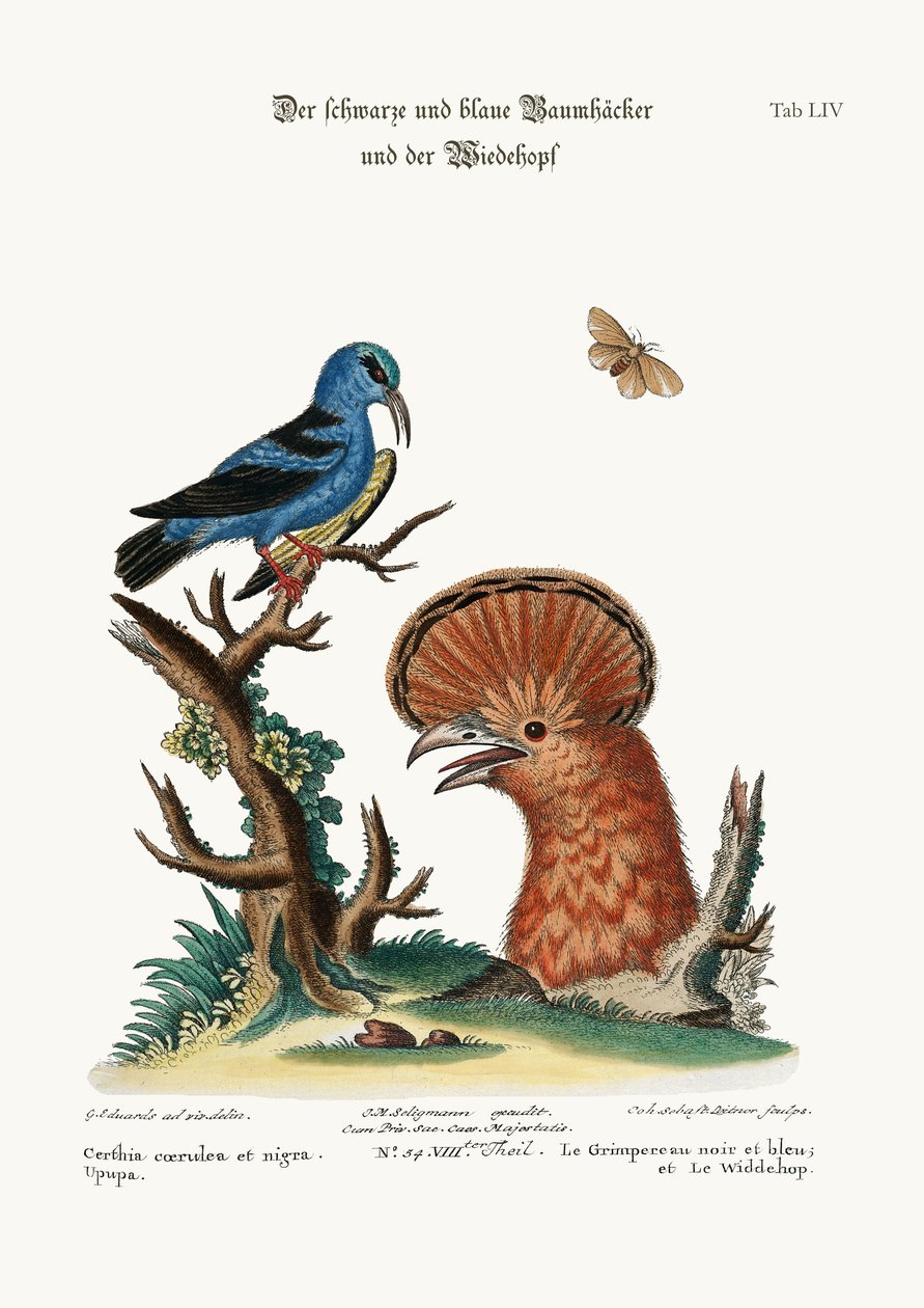 द ब्लैक एंड ब्लू क्रीपर, और हूपो हेन, 1749-73 द्वारा जॉर्ज एडवर्ड्स