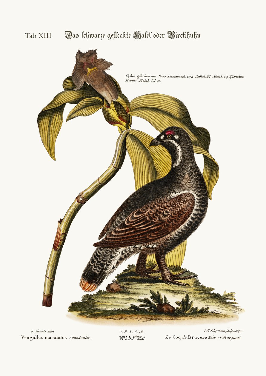 द ब्लैक एंड स्पॉटेड हीथकॉक, 1749-73 द्वारा जॉर्ज एडवर्ड्स