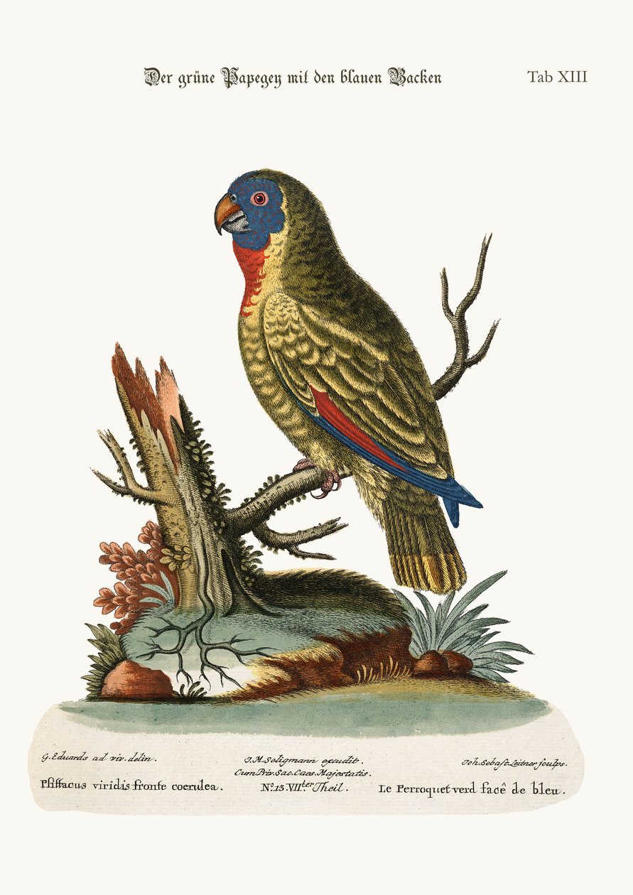द ब्लू-फेसेड ग्रीन पैरट, 1749-73 द्वारा जॉर्ज एडवर्ड्स