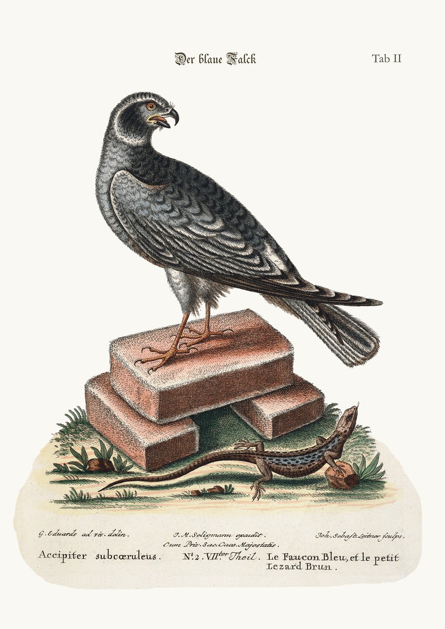 ब्लू हॉक और थोड़ा ब्राउन छिपकली, 1749-73 द्वारा जॉर्ज एडवर्ड्स
