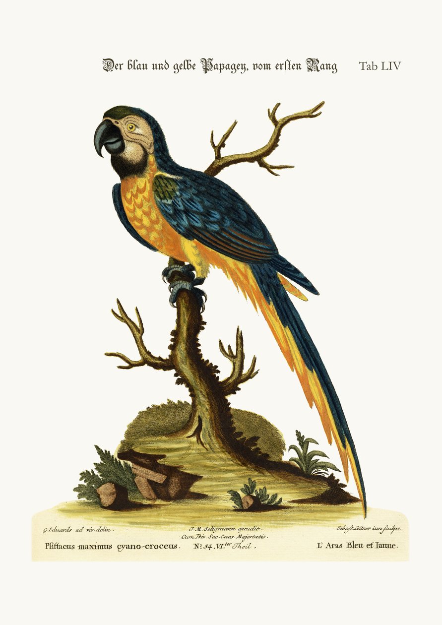 द ब्लू एंड येलो मैककॉ, 1749-73 द्वारा जॉर्ज एडवर्ड्स
