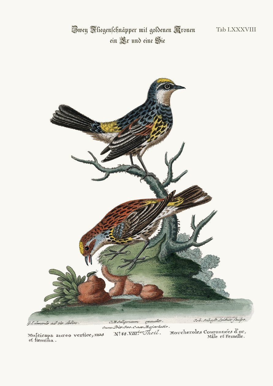 गोल्डन-क्राउन फ्लाईकैचर, कॉक एंड हेन, 1749-73 द्वारा जॉर्ज एडवर्ड्स