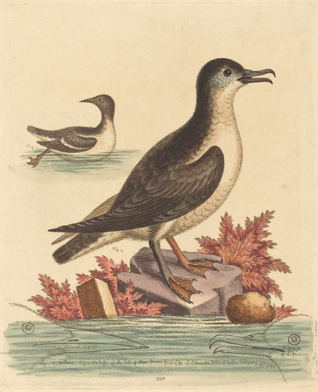 द गुइल्मोट एंड द पफिन ऑफ द आइल ऑफ मैन, 1762। द्वारा जॉर्ज एडवर्ड्स
