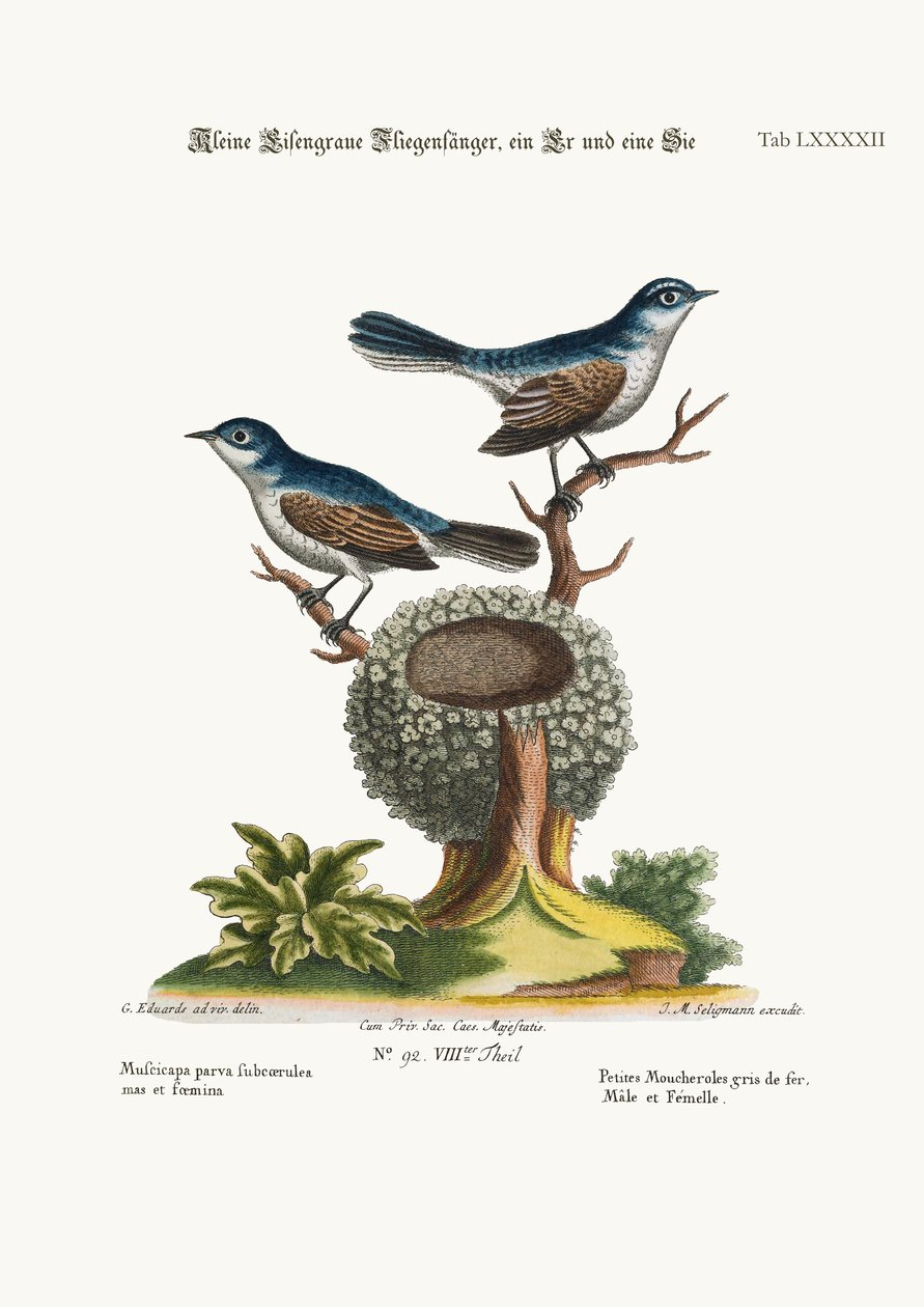 द लिटिल ब्लू-ग्रे फ्लाईकैचर, कॉक एंड हेन, 1749-73 द्वारा जॉर्ज एडवर्ड्स
