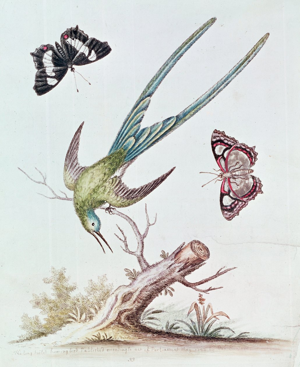 लंबे पूंछ वाले हमिंग बर्ड, 1742 द्वारा जॉर्ज एडवर्ड्स