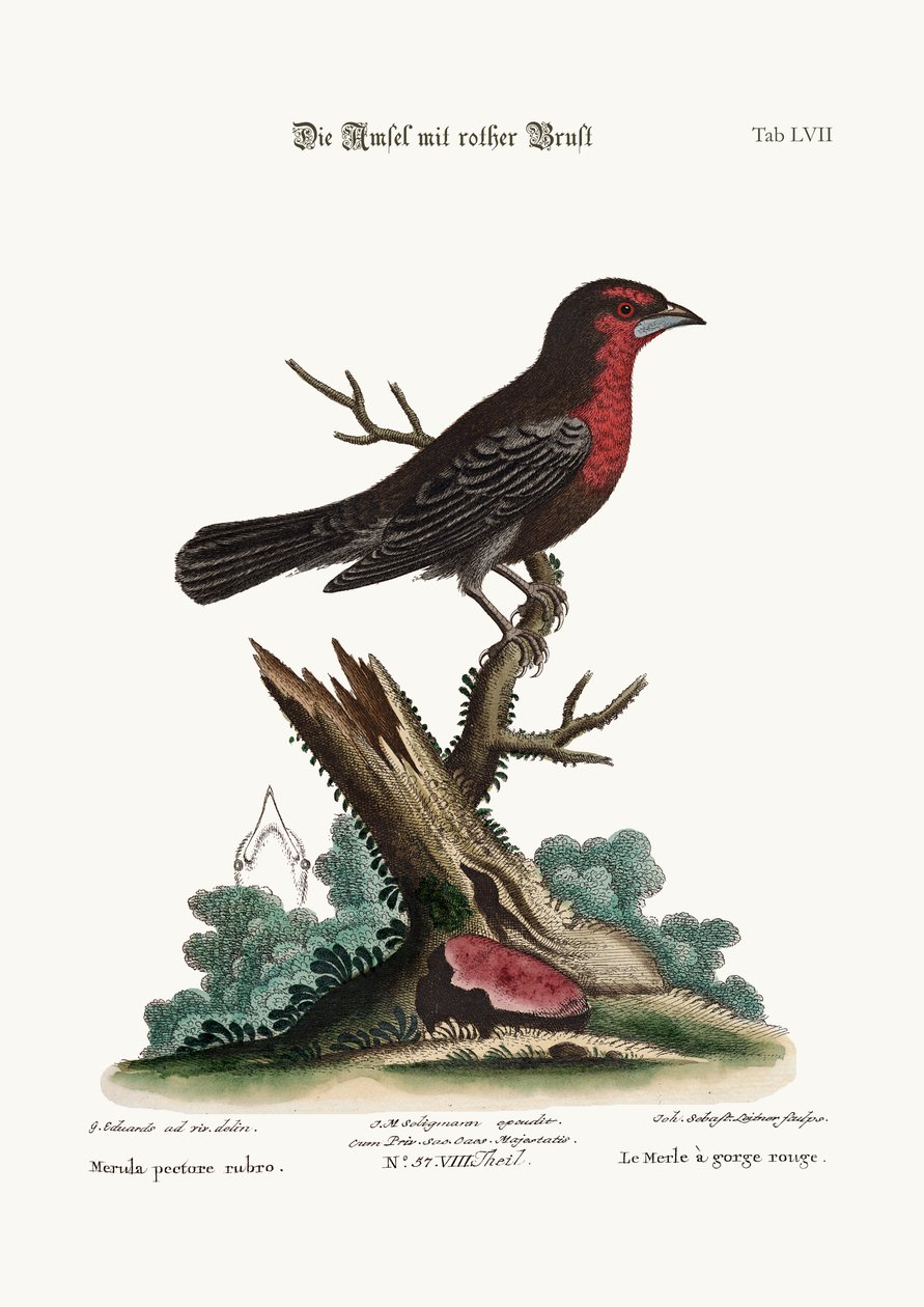 रेड-ब्रेस्टेड ब्लैक-बर्ड, 1749-73 द्वारा जॉर्ज एडवर्ड्स