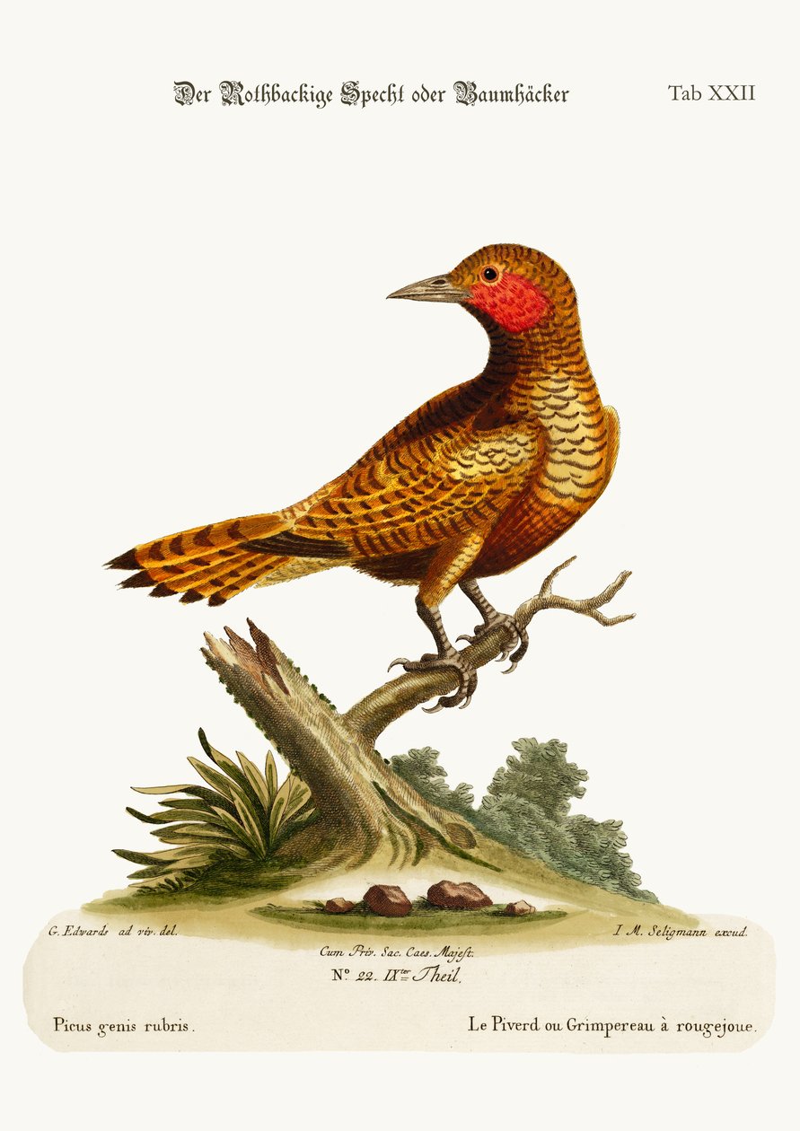 रेड-चीकड वुडपेकर, 1749-73 द्वारा जॉर्ज एडवर्ड्स