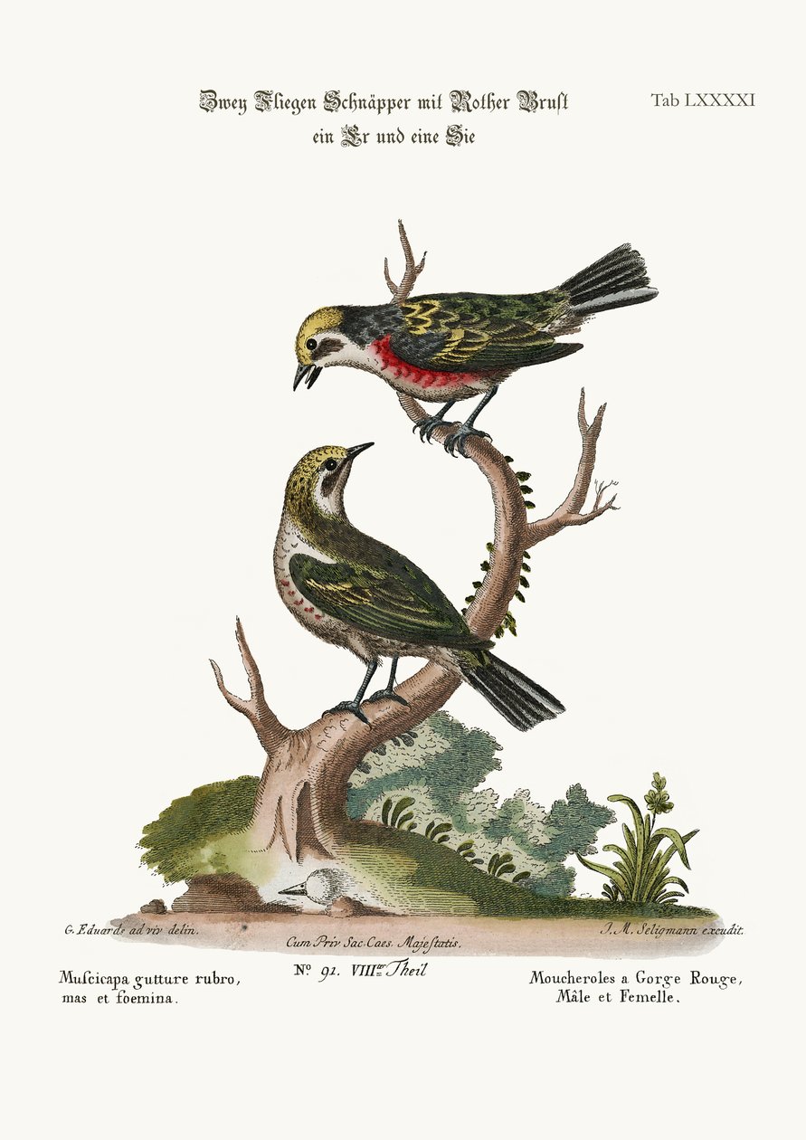रेड-थ्रोटेड फ्लाईकैचर, मुर्गा और मुर्गी, 1749-73 द्वारा जॉर्ज एडवर्ड्स