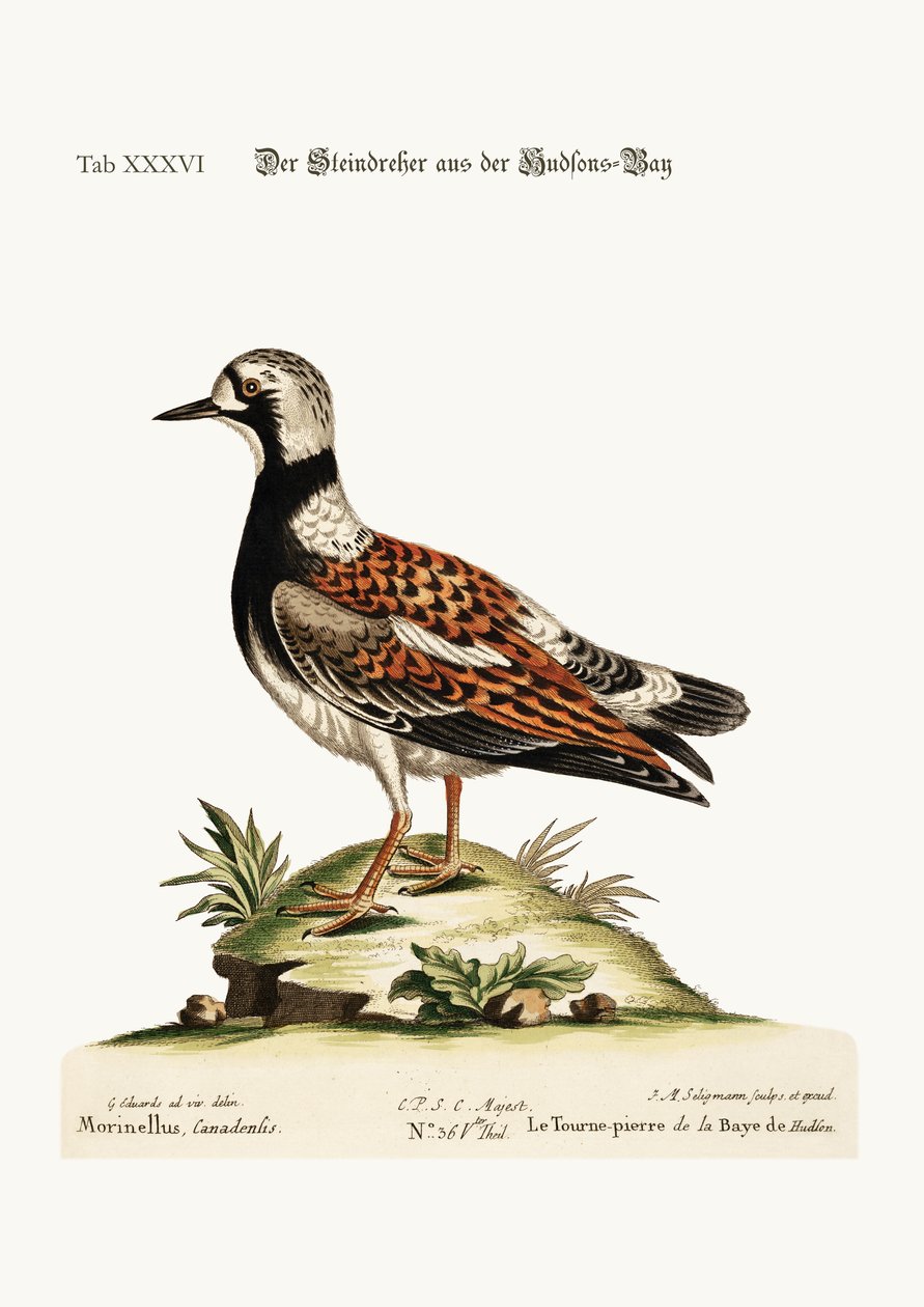 हडसन-बे से टर्न-स्टोन, 1749-73 द्वारा जॉर्ज एडवर्ड्स