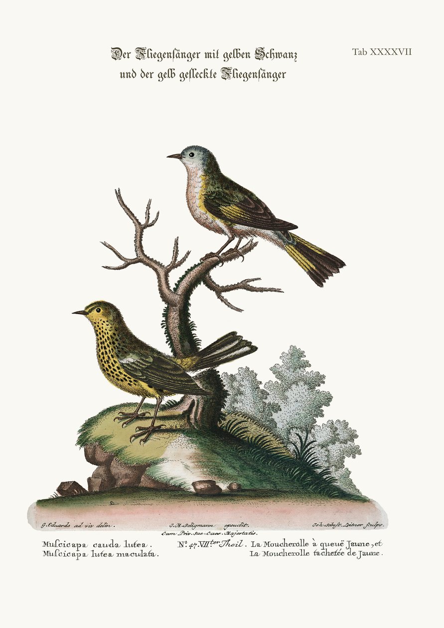 पीला-पूंछ वाला फ्लाईकैचर, और स्पॉटेड यलो फ्लाईकैचर, 1749-73 द्वारा जॉर्ज एडवर्ड्स