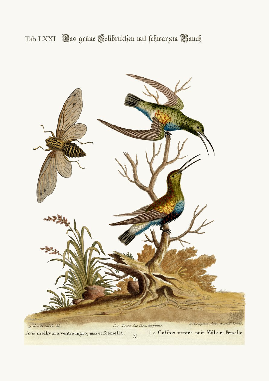 काले बेल वाले हरे हमिंगबर्ड, 1749-73 द्वारा जॉर्ज एडवर्ड्स