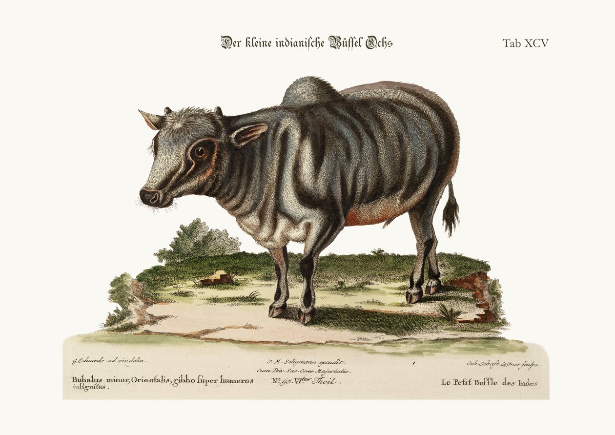 छोटी भारतीय भैंस, 1749-73 द्वारा जॉर्ज एडवर्ड्स