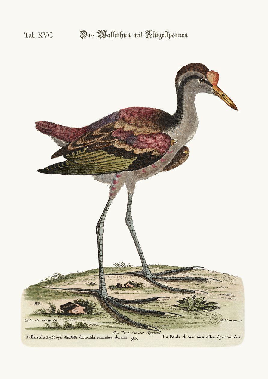 स्फ़र-विंग्ड वाटर हेन, 1749-73 द्वारा जॉर्ज एडवर्ड्स