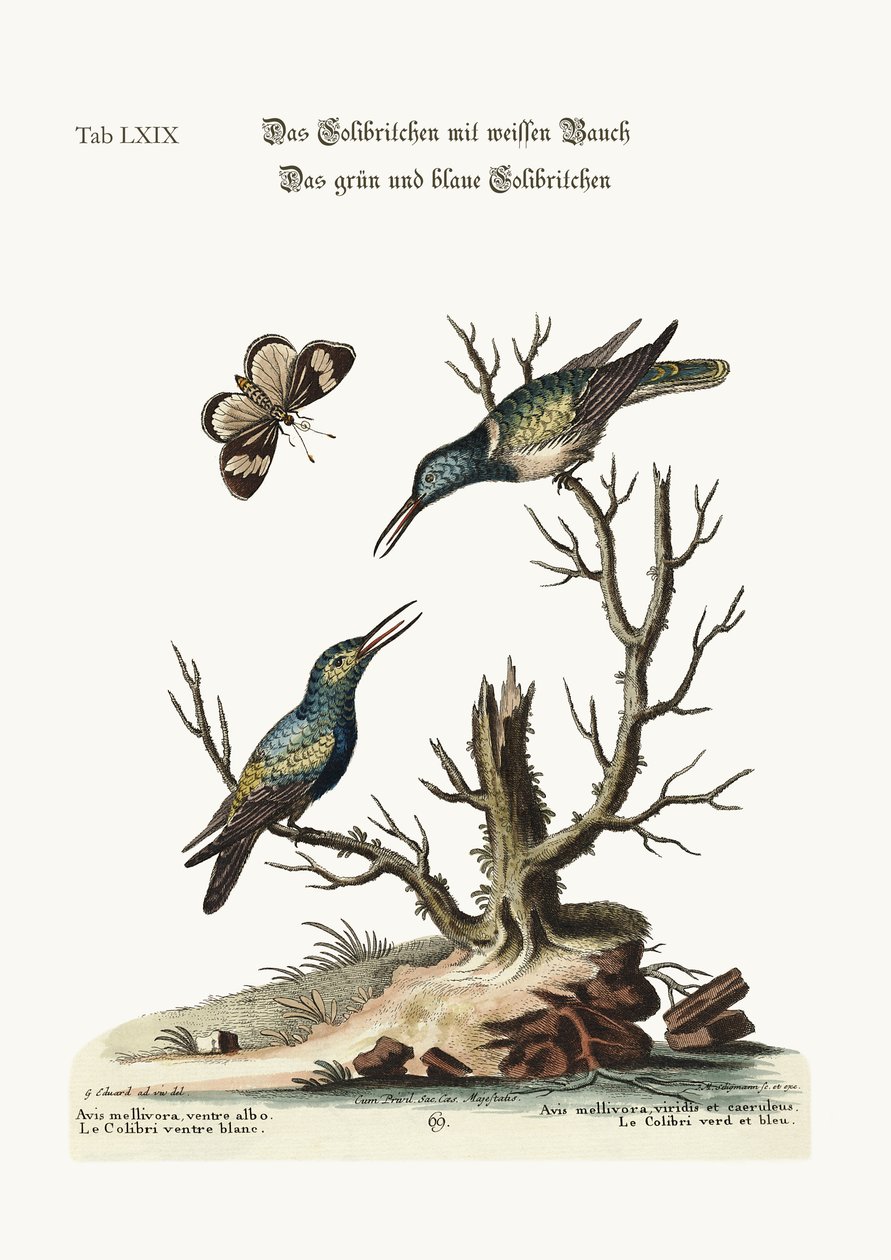 सफ़ेद बेल वाला हमिंगबर्ड। हरा और नीला हमिंगबर्ड, 1749-73 द्वारा जॉर्ज एडवर्ड्स